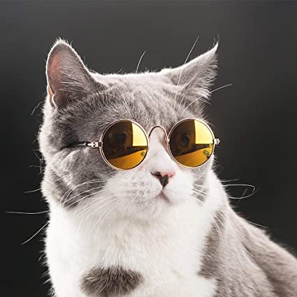 a photo of a cute kitten.